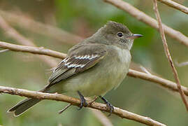 Lesser Elaenia