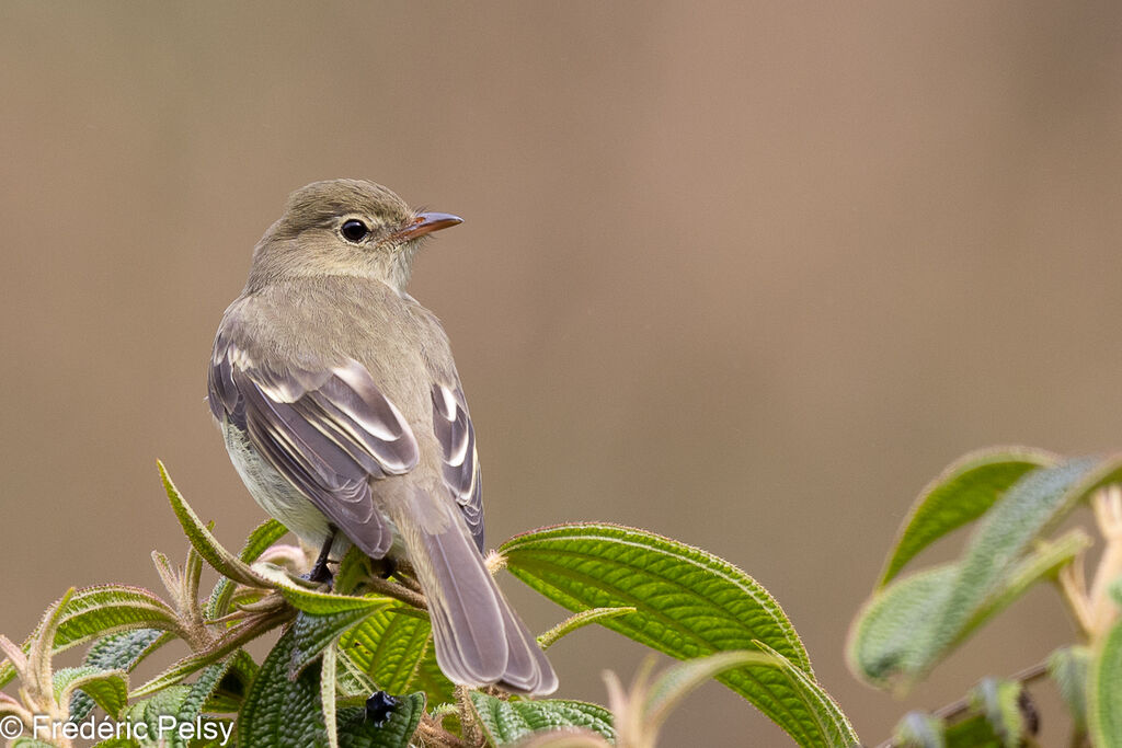 Mountain Elaenia