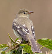 Mountain Elaenia