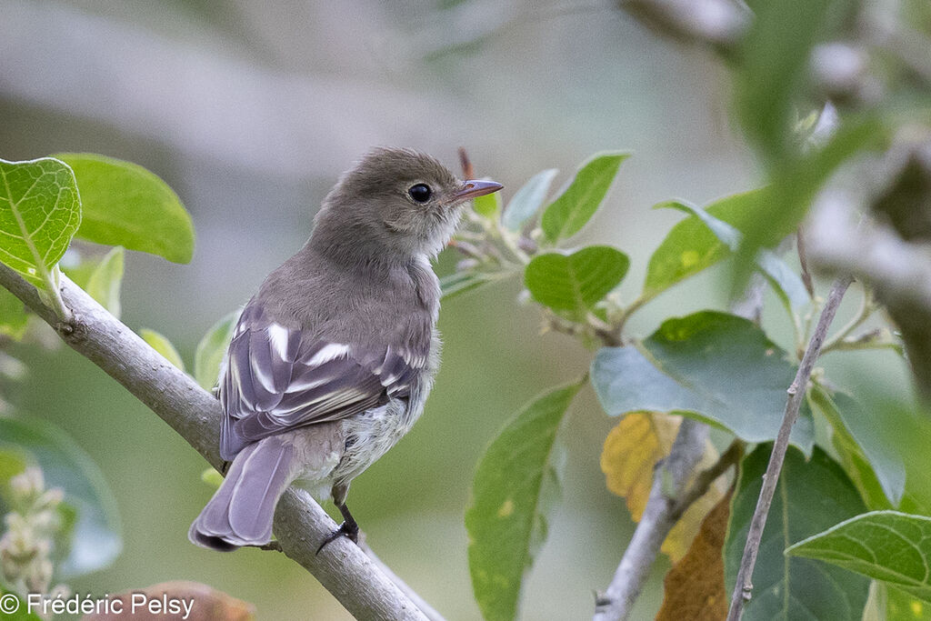 Mountain Elaenia