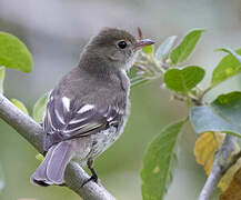 Mountain Elaenia