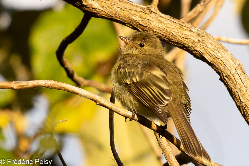 Mountain Elaenia