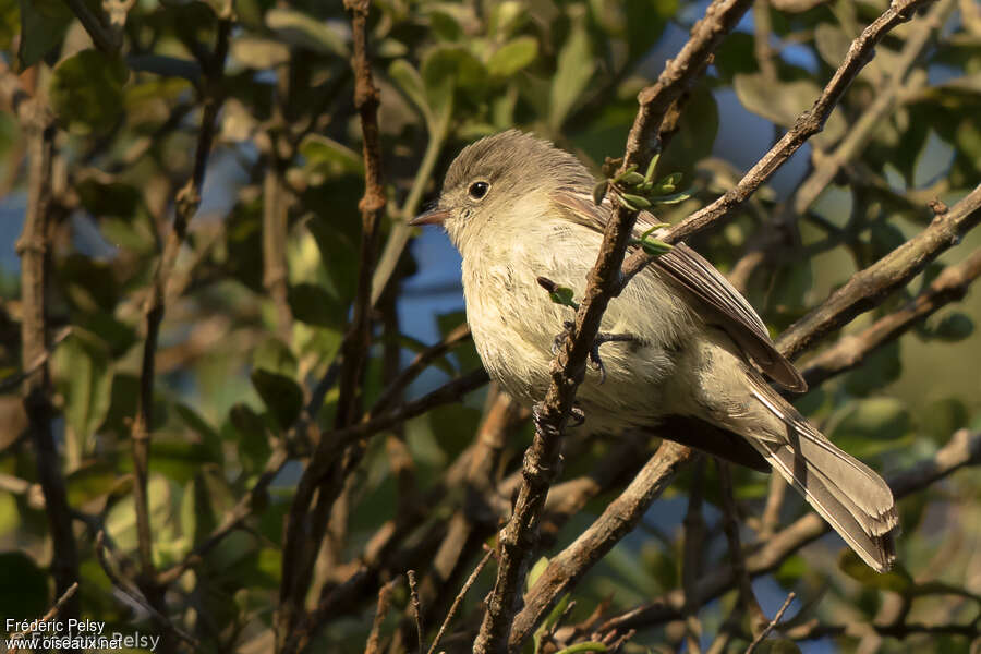 Greater Antillean Elaeniaadult, identification