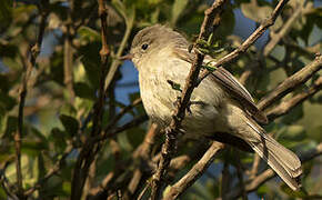 Greater Antillean Elaenia