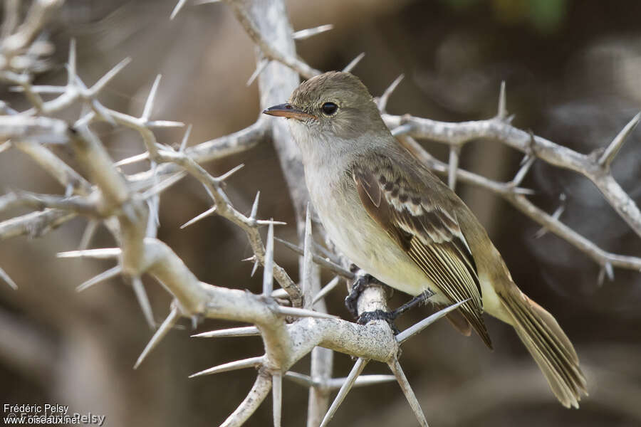 Élénie siffleuseadulte, identification