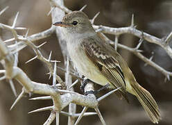 Caribbean Elaenia