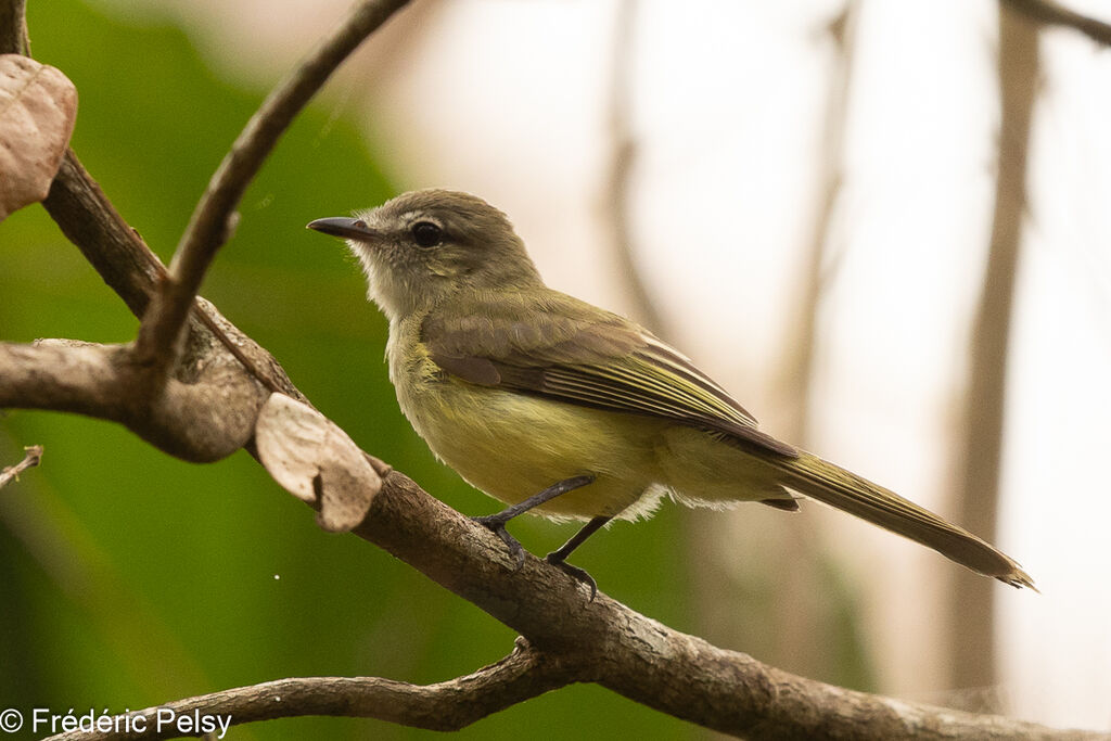 Greenish Elaenia