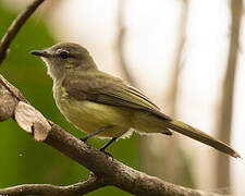 Greenish Elaenia