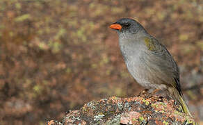 Pampa Finch