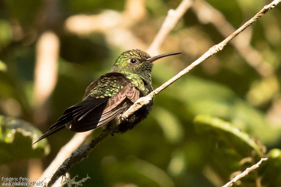 Hispaniolan Emerald male adult