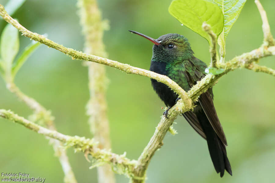 Hispaniolan Emerald male adult