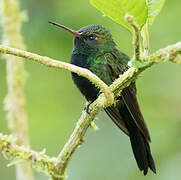 Hispaniolan Emerald