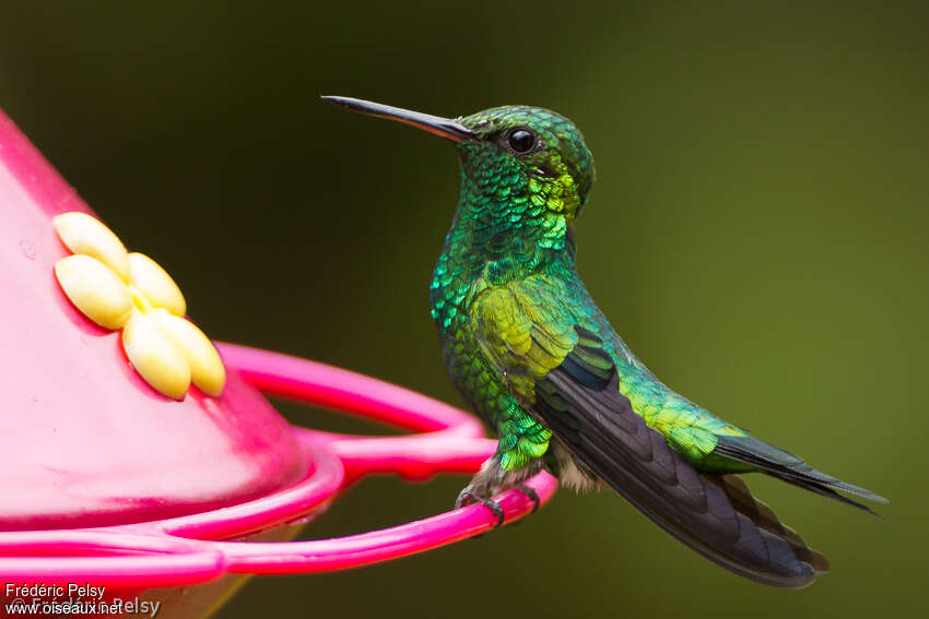 Red-billed Emerald male adult breeding, identification