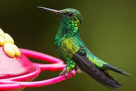 Red-billed Emerald