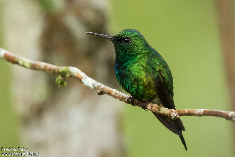 Puerto Rican Emerald male adult, identification
