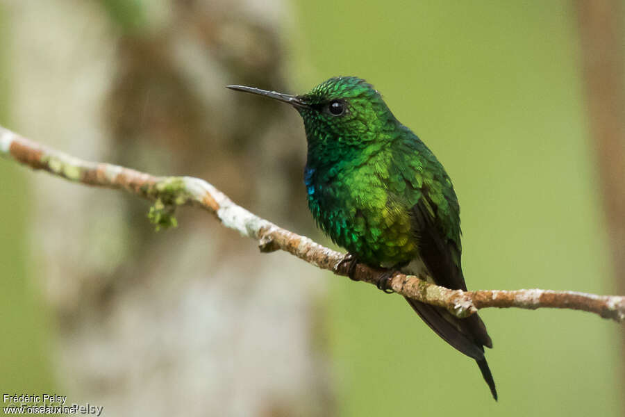 Émeraude de Porto Rico mâle adulte, identification