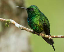 Puerto Rican Emerald