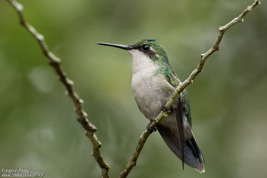 Puerto Rican Emerald female adult, identification