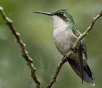 Puerto Rican Emerald