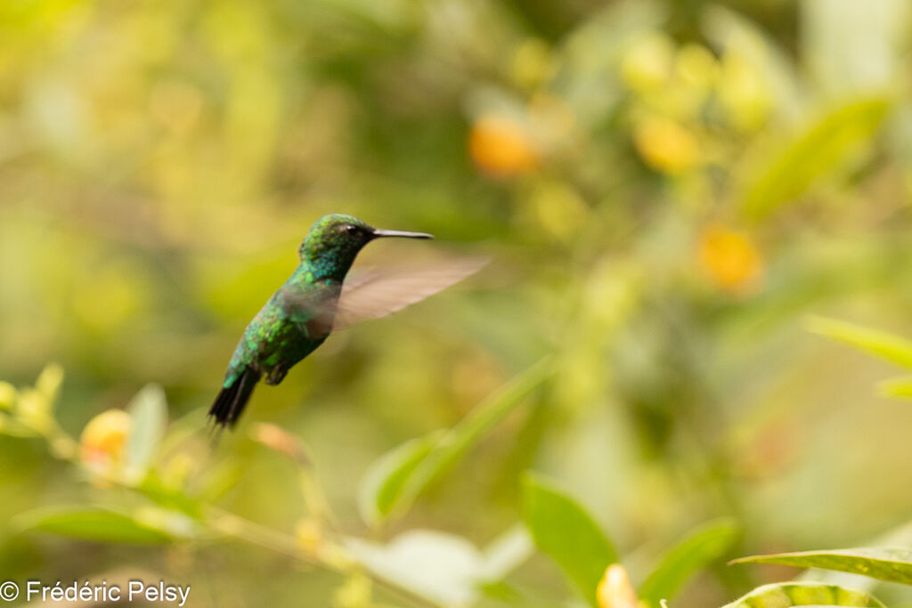 Garden Emerald male