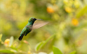 Garden Emerald