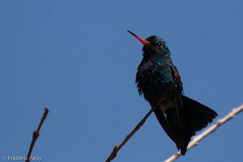 Glittering-bellied Emerald