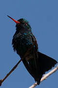 Glittering-bellied Emerald