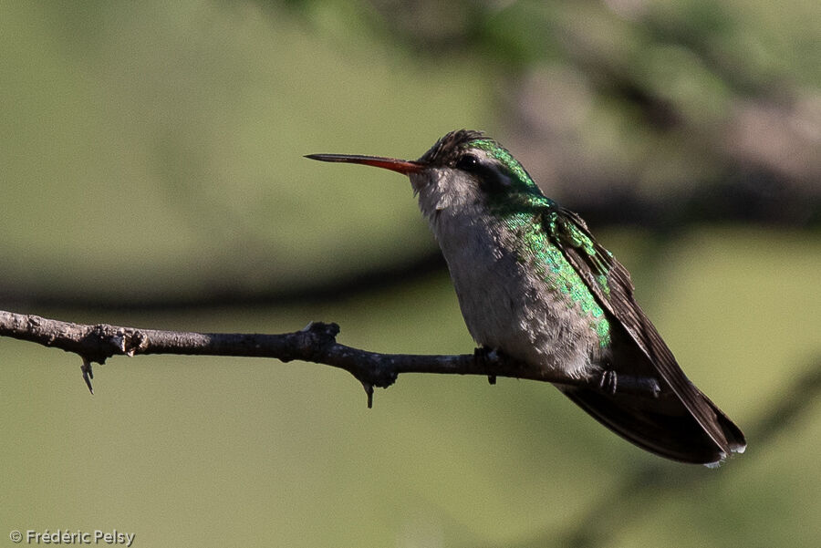 Glittering-bellied Emerald