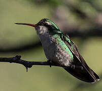 Glittering-bellied Emerald