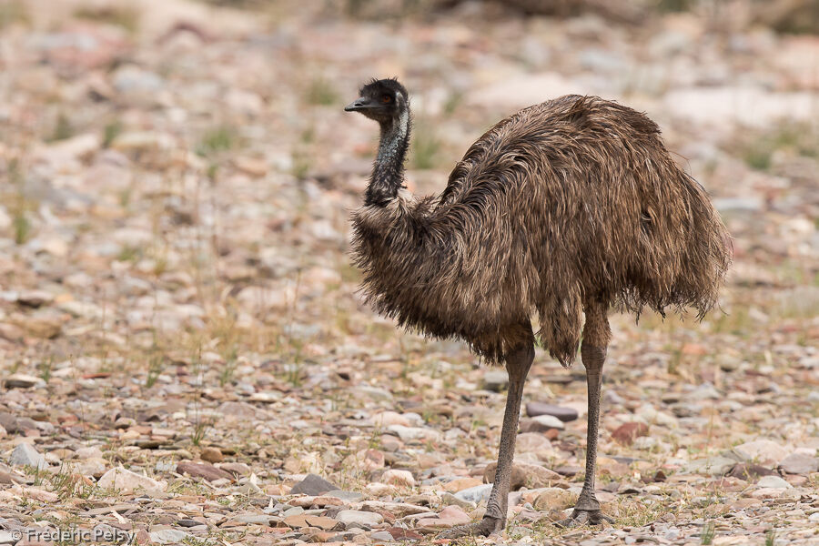 Émeu d'Australie