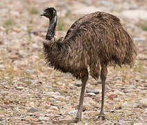 Emu