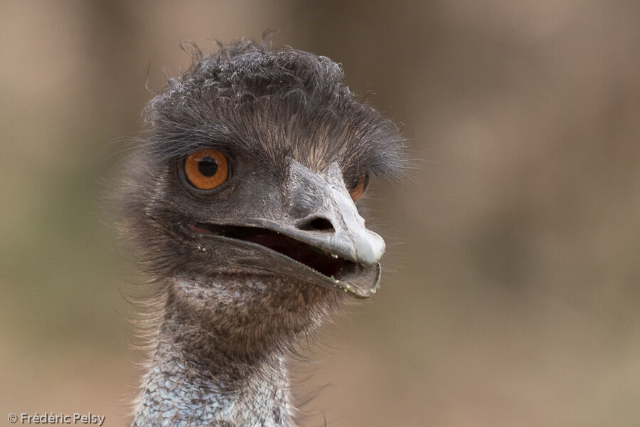 Emu