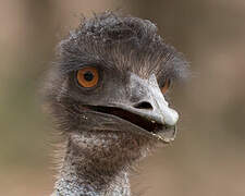 Emu