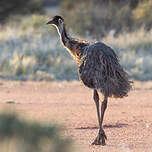 Émeu d'Australie