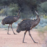 Émeu d'Australie