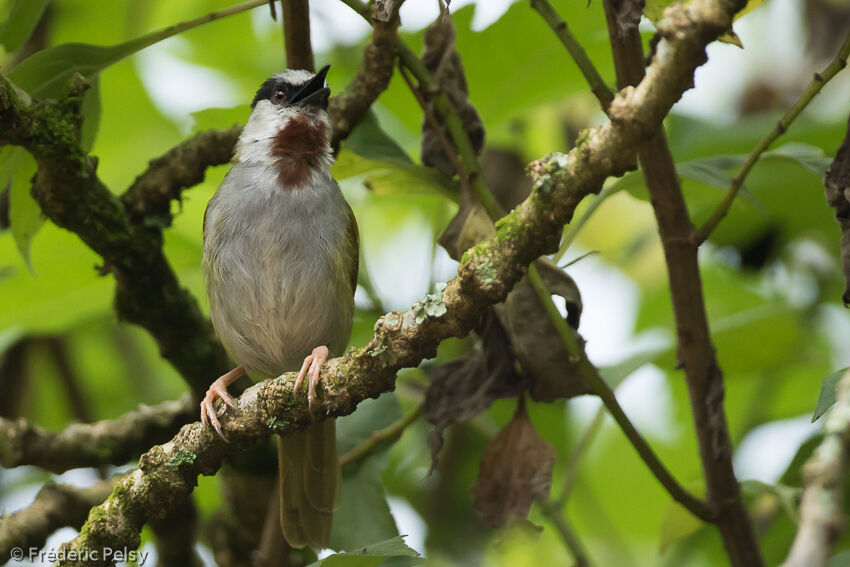 Grey-capped Warbler