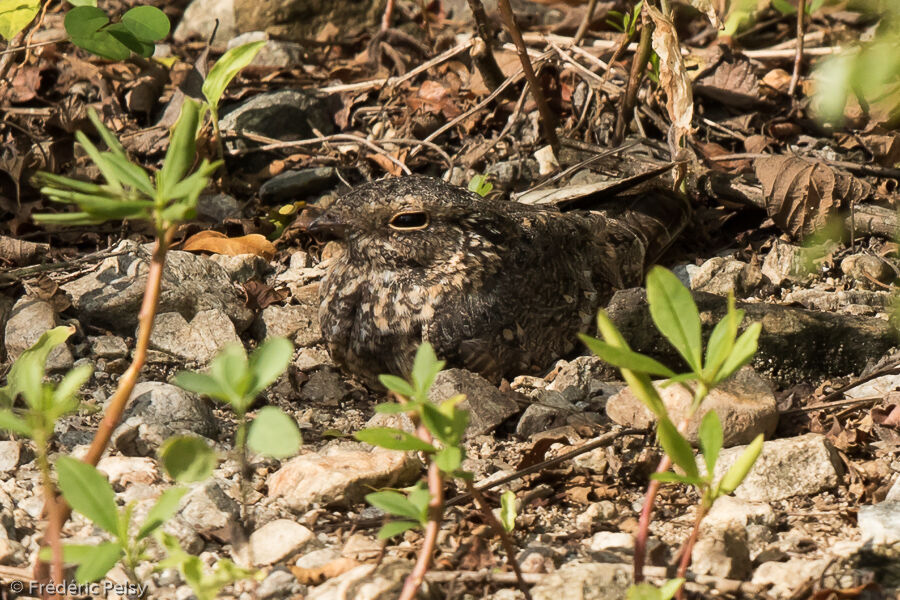 Savanna Nightjar