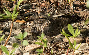 Savanna Nightjar