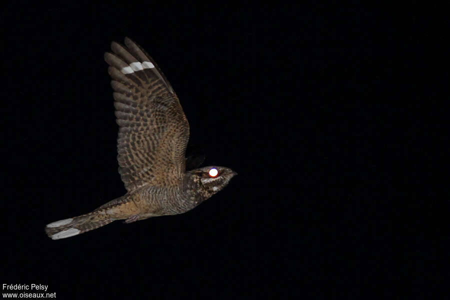 European Nightjar male adult, Flight