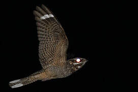 European Nightjar