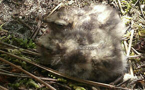 European Nightjar