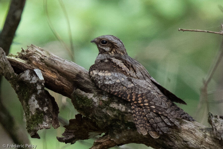 European Nightjar female adult