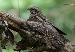 European Nightjar