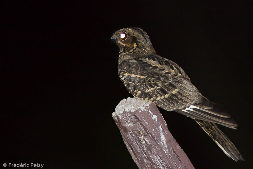 Large-tailed Nightjaradult, identification, aspect