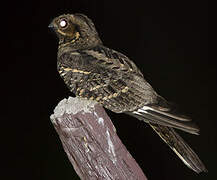 Large-tailed Nightjar