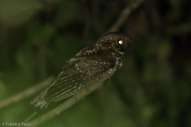 Puerto Rican Nightjar male adult