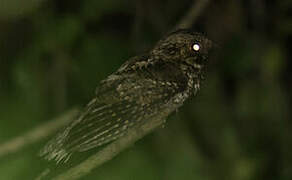 Puerto Rican Nightjar