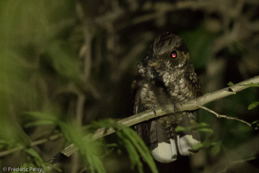 Puerto Rican Nightjar male adult