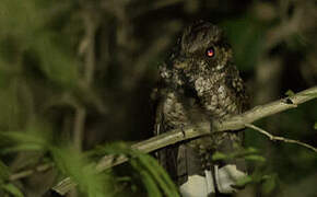 Puerto Rican Nightjar