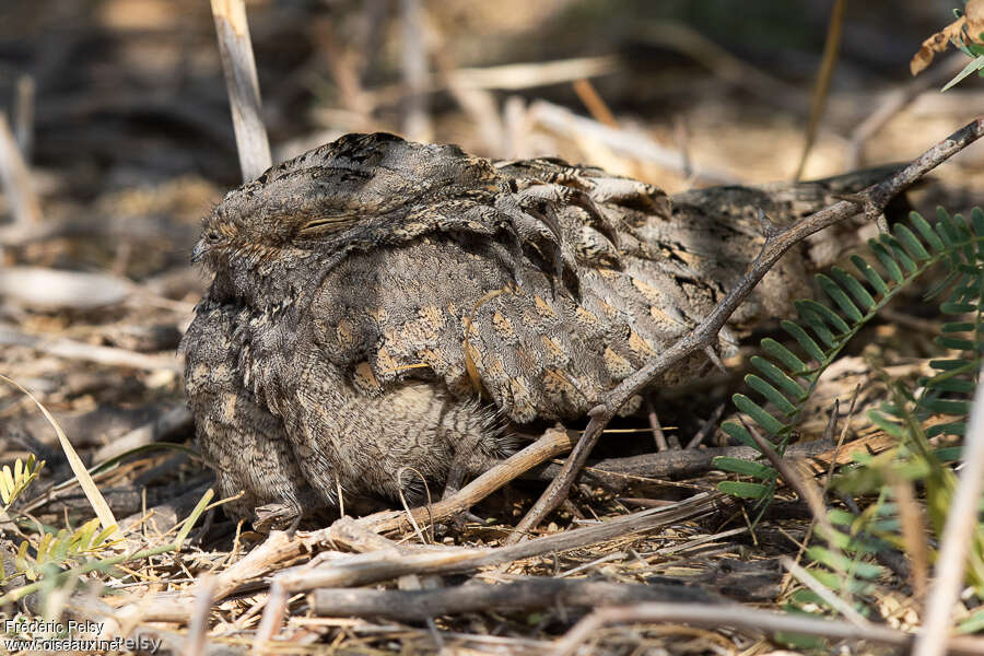 Sykes's Nightjar